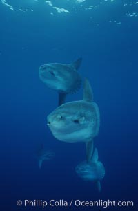 Ocean sunfish schooling, open ocean near San Diego, Mola mola