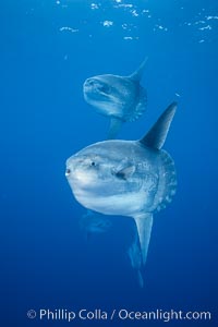 Ocean sunfish schooling, open ocean near San Diego, Mola mola