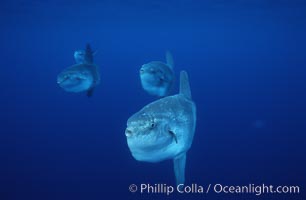 Ocean sunfish schooling, open ocean near San Diego, Mola mola