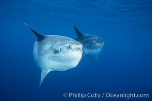 Ocean sunfish schooling, open ocean near San Diego, Mola mola