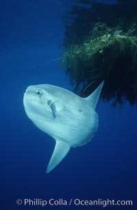 Ocean sunfish referencing drift kelp, open ocean near San Diego, Mola mola