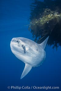 Ocean sunfish schooling, open ocean near San Diego, Mola mola