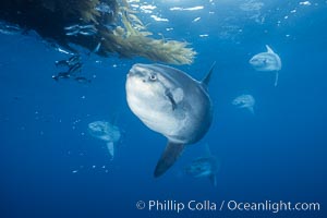Ocean sunfish schooling, open ocean near San Diego. California, USA, Mola mola, natural history stock photograph, photo id 03581
