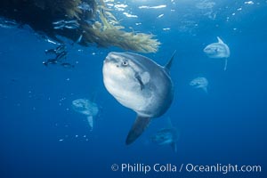 Ocean sunfish schooling, open ocean near San Diego, Mola mola