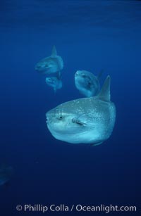 Ocean sunfish schooling, open ocean near San Diego. California, USA, Mola mola, natural history stock photograph, photo id 03583