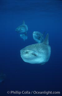 Ocean sunfish schooling, open ocean near San Diego, Mola mola