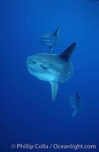 Ocean sunfish schooling, open ocean near San Diego, Mola mola