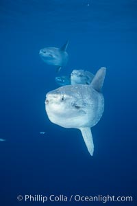 Ocean sunfish schooling, open ocean near San Diego, Mola mola