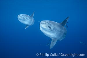 Ocean sunfish schooling, open ocean near San Diego, Mola mola