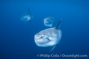 Ocean sunfish schooling, open ocean near San Diego, Mola mola