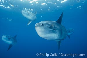 Ocean sunfish schooling, open ocean near San Diego, Mola mola