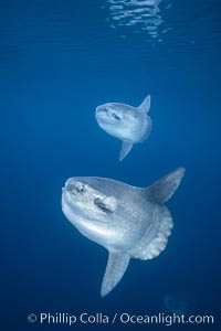 Ocean sunfish schooling, open ocean near San Diego, Mola mola