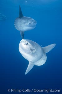 Ocean sunfish schooling, open ocean near San Diego, Mola mola