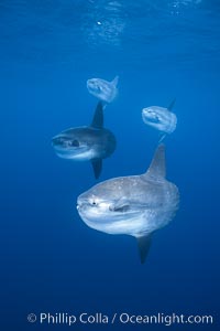 Ocean sunfish schooling, open ocean near San Diego, Mola mola