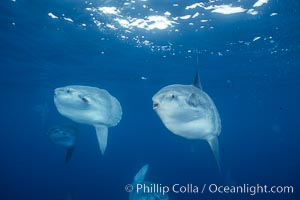 Ocean sunfish schooling, open ocean near San Diego, Mola mola