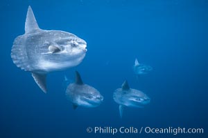 Ocean sunfish schooling, open ocean near San Diego, Mola mola