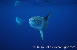 Ocean sunfish schooling, open ocean near San Diego, Mola mola