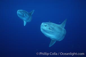 Ocean sunfish schooling, open ocean near San Diego, Mola mola