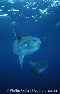 Ocean sunfish schooling, open ocean near San Diego, Mola mola