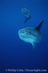 Ocean sunfish schooling, open ocean near San Diego, Mola mola