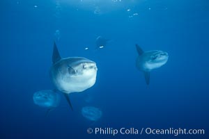 Ocean sunfish schooling, open ocean near San Diego, Mola mola