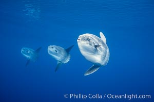 Ocean sunfish schooling, open ocean near San Diego, Mola mola