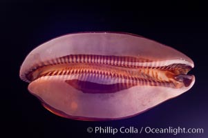 Mole Cowrie, Cypraea talpa