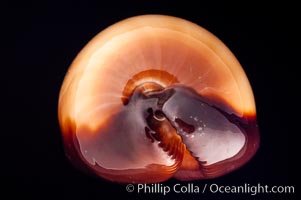 Mole Cowrie, Cypraea talpa