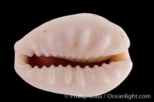 Money Cowrie, Cypraea moneta rhomboides