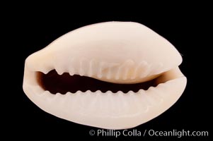 Money Cowrie, Cypraea moneta