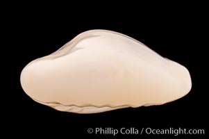 Money Cowrie, Cypraea moneta barthelemyi