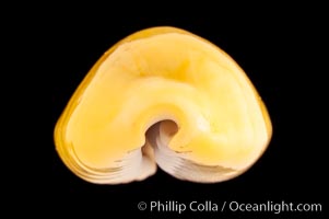 Money Cowrie, Cypraea moneta