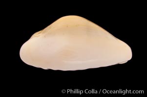 Money Cowrie, Cypraea moneta