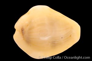 Money Cowrie, Cypraea moneta barthelemyi