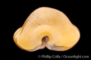 Money Cowrie, Cypraea moneta barthelemyi