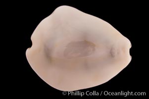 Money Cowrie, Cypraea moneta barthelemyi