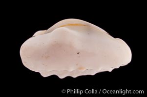 Money Cowrie, Cypraea moneta rhomboides