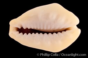 Money Cowrie, Cypraea moneta rhomboides