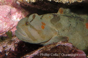 Monkey-faced eel, Cebidichthys violaceus