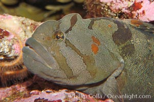 Monkey-faced eel, Cebidichthys violaceus