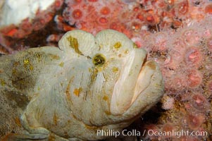 Monkey-faced eel, Cebidichthys violaceus