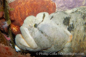 Monkey-faced eel, Cebidichthys violaceus