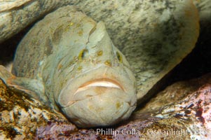 Monkey-faced eel, Cebidichthys violaceus