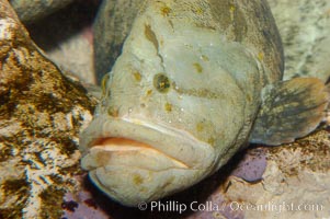 Monkey-faced eel, Cebidichthys violaceus