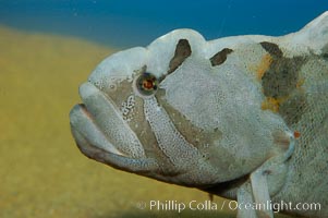 Monkey-faced eel, Cebidichthys violaceus