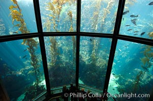 Visitors enjoy the enormous kelp forest tank at the Monterey Bay Aquarium