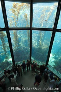 Visitors enjoy the enormous kelp forest tank at the Monterey Bay Aquarium