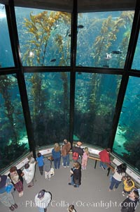 Visitors enjoy the enormous kelp forest tank at the Monterey Bay Aquarium