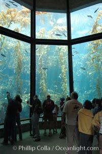Visitors enjoy the enormous kelp forest tank at the Monterey Bay Aquarium
