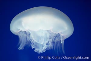 Moon jelly, a semi-translucent jellyfish, ocean drifter, pelagic  plankton, Aurelia aurita